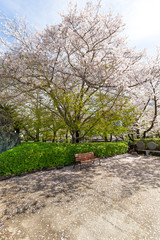 Park bench in sakura tree garden