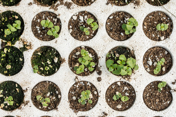 Obraz na płótnie Canvas Closeup macro of young basil plants seedlings in styrofoam flat lay overview