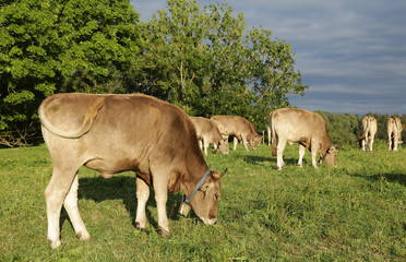 Kühe  im Allgäu auf der Weide