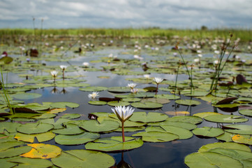 Water Lilies seen during a Mokoro Canoe Trip in the Okavango Delta near Maun, Botswana © MilesAstray