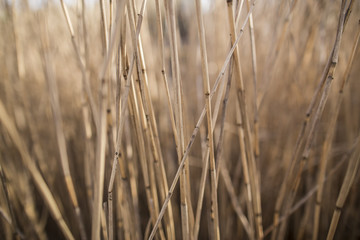 Obraz premium Dry stems of reed on a spring sunny afternoon. Close-up.