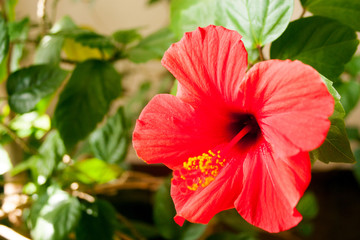Closeup of red Hibiscus on green background