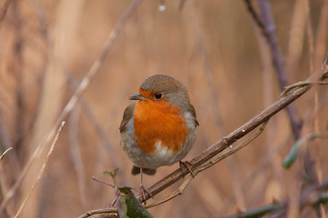 Robin in bush