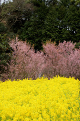 桜と菜の花