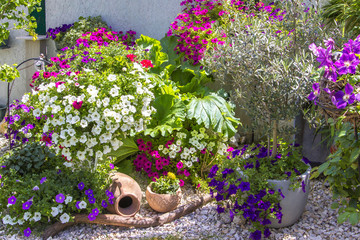 Blumenpracht im Kiesbeet