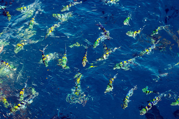 Fototapeta na wymiar school of yellow fish underwater, nature background