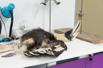 Dead Hornbill is waiting for an autopsy on the cause of death