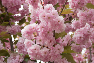 Fototapeta premium Japanese cherry blossom