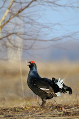 Male Black grouse at courtship place