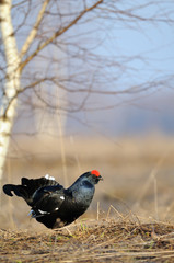 Male Black grouse at courtship place