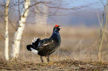 Male Black grouse at courtship place