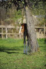 Fohlen versteckt hinter einem Baum