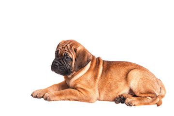 Staffordshire Bull Terrier, 3 months old with red collar, isolated on white