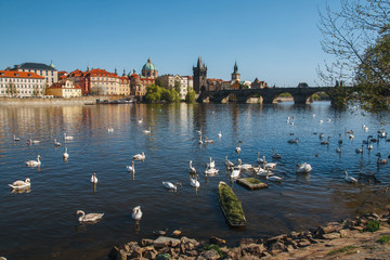 Fototapeta premium Prague. Image of Charles Bridge in Prague with swans in the foreground. 