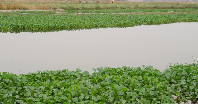 Kakri (Indian Cucumber), and Ghiya (Bottle Gourd) farmers work with the Taj Mahal as their backdrop
