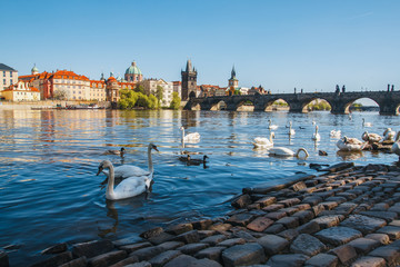 Prague. Image of Charles Bridge in Prague with swans in the foreground.

