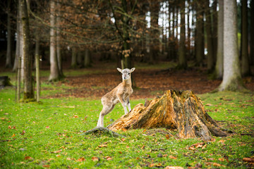 Baby Gazelle im Wald