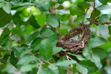 empty bird nest on tree with tree branches and green blurred background, soft focus, selective focus, copy space.