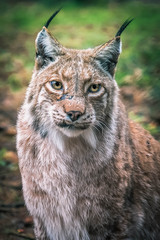 Obraz premium Luchs Portrait