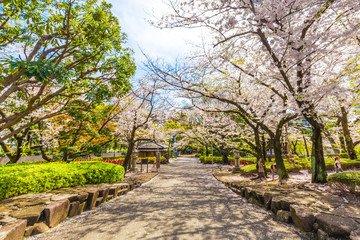 Sakura blossom in garden with pathway