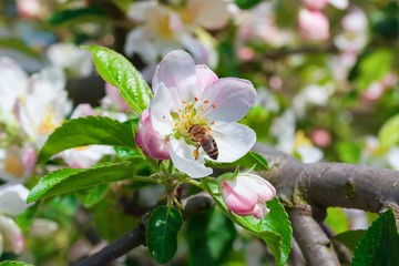 bee on a flower apple trees