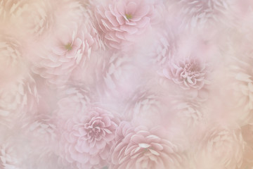 flowesr on blurry pink background . Pink-white  flowers chrysanthemum.  floral collage.  Flower composition. Nature.