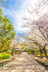 Sakura blossom in garden with pathway