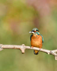カワセミの食事