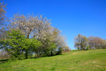 Flowering trees on meadow and blue sky.