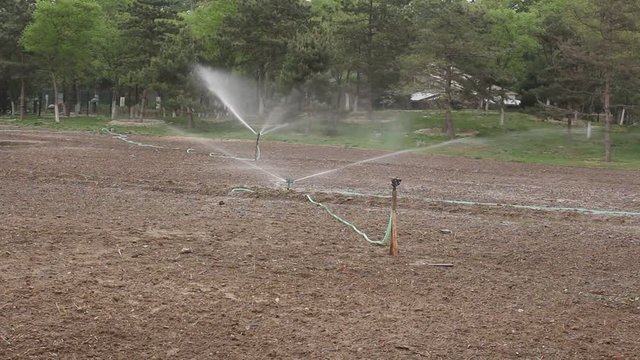 Sprinkler irrigation of plantlets into the field