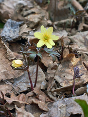 Spring flowering plant  (Anemone nemorosa).
