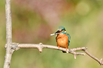 カワセミの食事