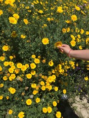 prato con fiori giallo