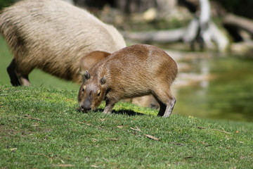 Nachwuchs: Wasserschwein (Capybara) mit Baby