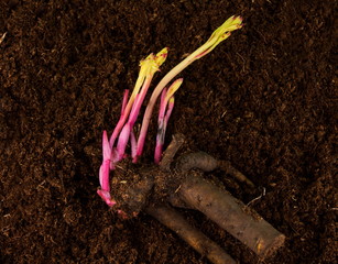 корень пиона с ростками на фоне земли