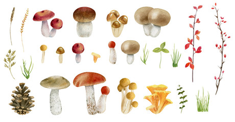 Clipboard set of watercolor hand drawn mushrooms - 144970445