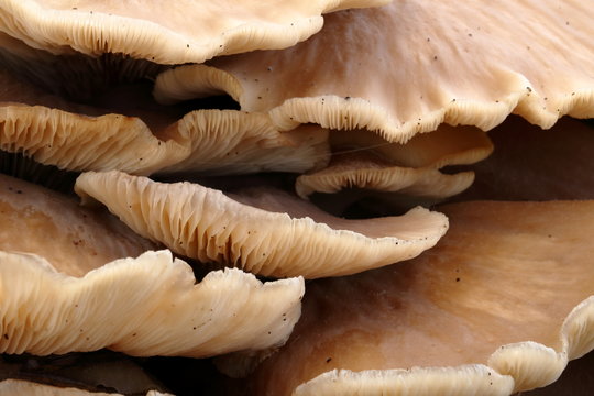 Abstract macro of layers of mushrooms growing on a tree stump.