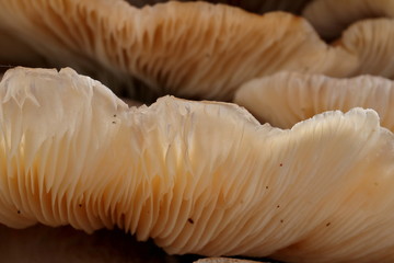 Abstract macro of layers of mushrooms growing on a tree stump.