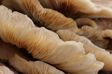 Abstract macro of layers of mushrooms growing on a tree stump.