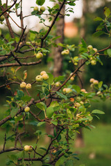 Green apples on a branch ready to be harvested, outdoors, selective focus