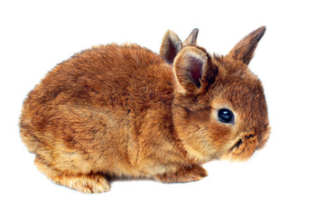 Obraz premium Little bunny on white background