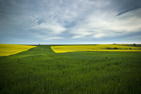 Boundaries of yellow cole and green wheat field parcels on a wide plain.