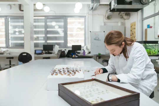 Laboratory technician working in biology lab