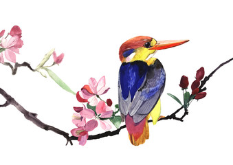 Watercolor illustration of small kingfisher bird