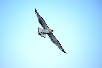 Lesser Black backed Gull majestic flight in blue sky