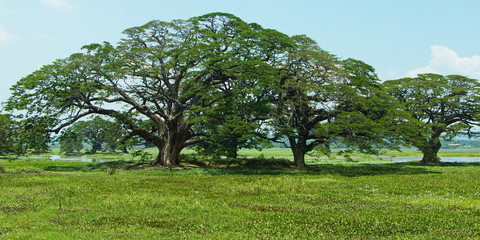 Bäume in Yala NP auf Sri Lanka