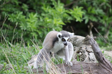 Katta (Lemure) auf einem Ast
