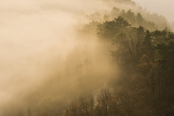 Obraz premium Zaczarowany las widziany z wysokości Braszowa, gdy mgła unosi się, a słońce wschodzi