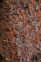 Texture of red pine bark Tree