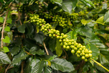 Coffee plantation in Da Lat, Vietnam